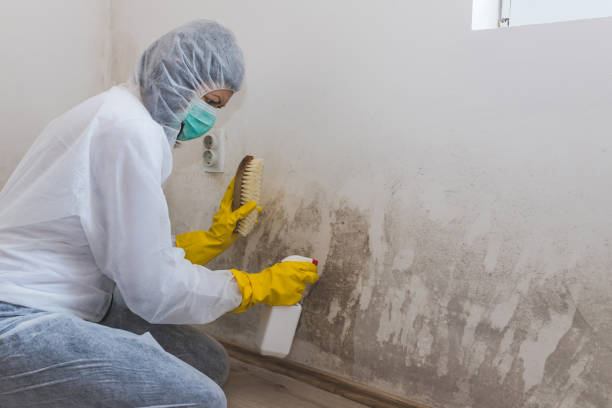 Best Emergency Mold Remediation in Godley, TX