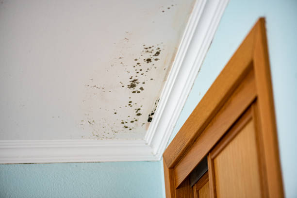 Best Mold Testing and Inspection Services in Godley, TX