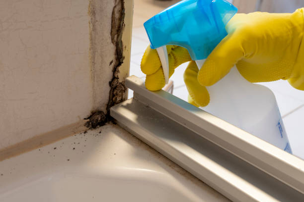 Best Bathroom Mold Remediation in Godley, TX