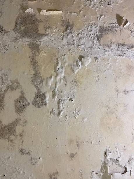 Best Black Mold Remediation in Godley, TX