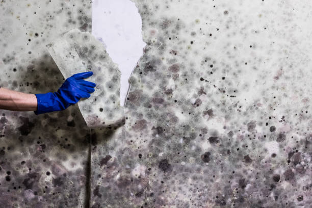 Best Post-Flood Mold Remediation in Godley, TX