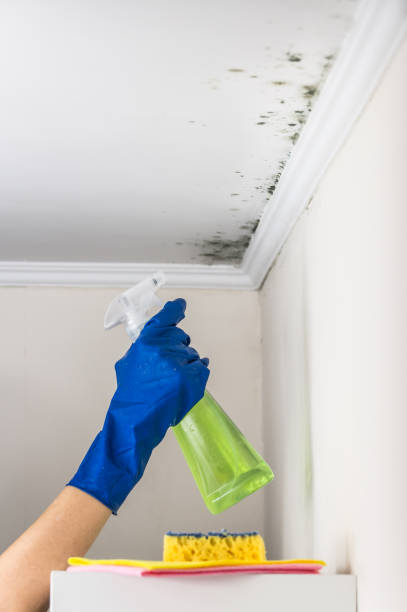Best Crawl Space Mold Remediation in Godley, TX